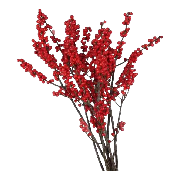 ���ڲ���������һ���걱������������֦�����滨��֦ˮ����������������ˮ������ֲ�� ��Ʒ�������30cm2֧+����Ҽ�