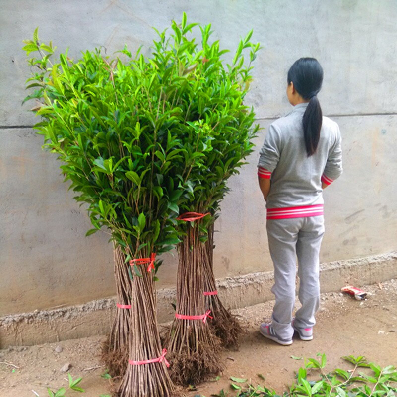 香葶苑 原生桂花树苗嫁接桂花树苗金桂丹桂血桂桂八月桂扦插苗庭院