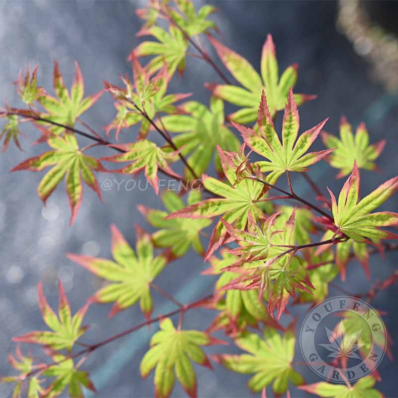 醉春木姬爪柿|日本红枫庭院大树阳台盆栽植物小叶品种|有枫园艺 姬爪