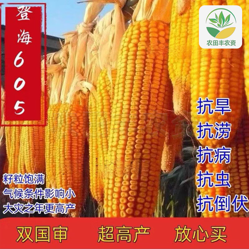 禾之润登海玉米种子大全登海605高产抗病大棒矮杆抗旱涝2024年正品