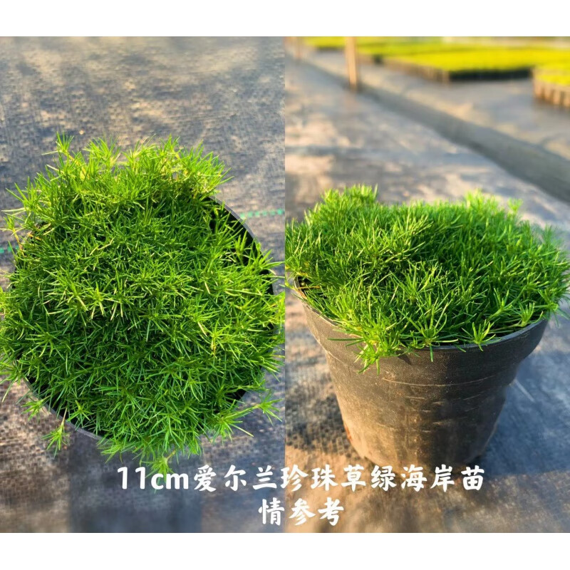 爱尔兰珍珠草苔藓金海岸家庭园艺盆栽阳台庭院花卉绿植地被多年生 11