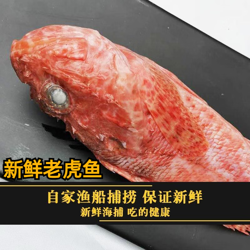 3斤东海老虎鱼新鲜虎头鱼冷冻鲜活海鲜深海鱼海捕生鲜 老虎鱼 老虎鱼5