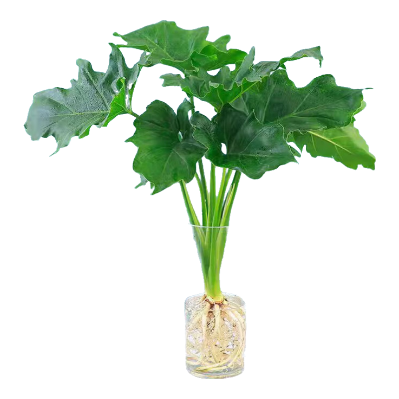 ���� ˮ��ֲ�� 15-20cm��1�á�+Ӫ��Һ �����칫��������ֲ 2.3Ԫ