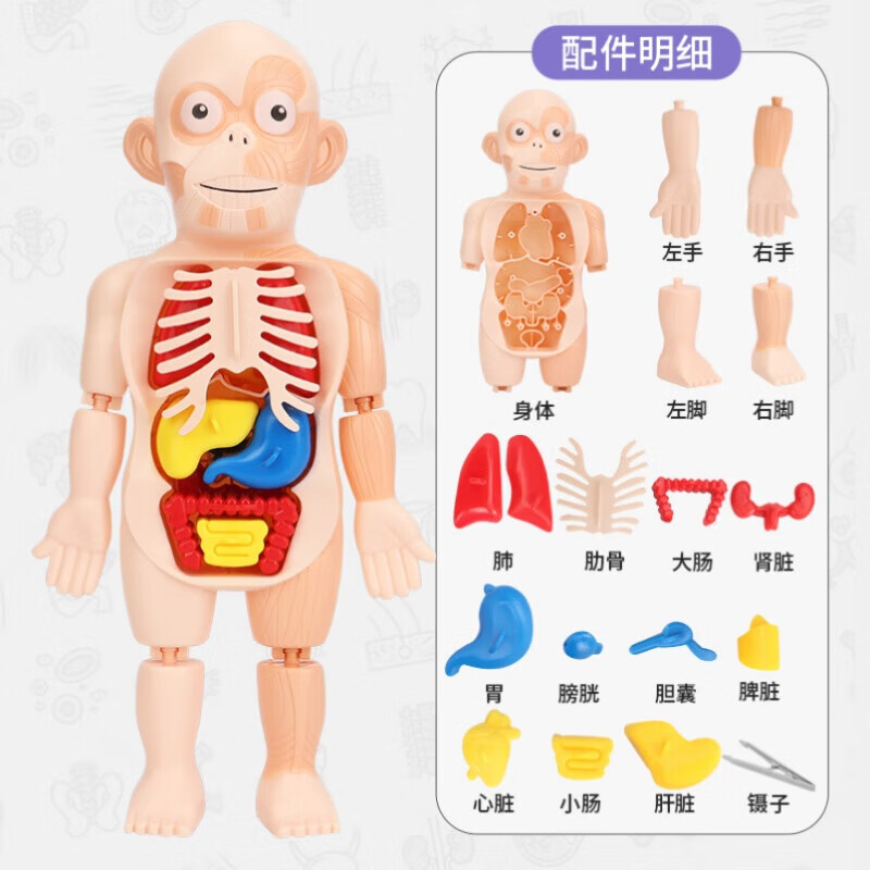 人体解剖模型儿童玩具结构内脏肌肉骨架模型全身可拆卸医学玩具3d