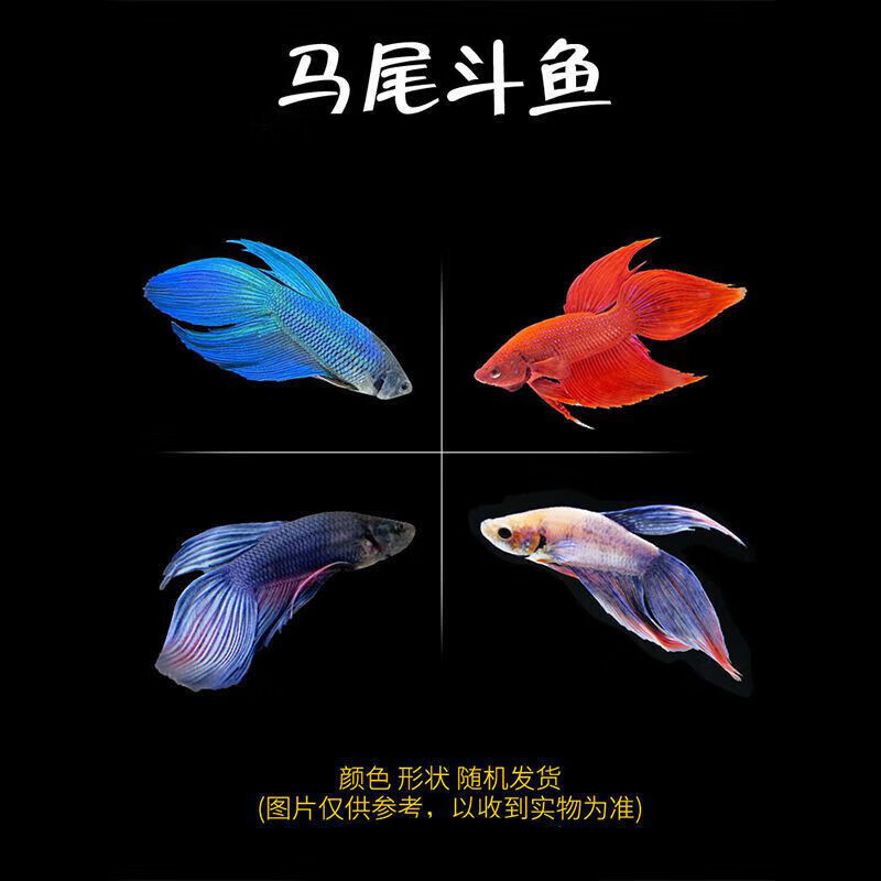 墨一泰国斗鱼马尾狮王半月公母鱼热带观赏鱼宠物淡水好养将军斗