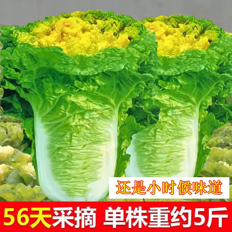 ������ANGQI������С��56������Ĵ�ײ������ļ����Ŀ������Ʒ������߲����� С��56����(һ��)