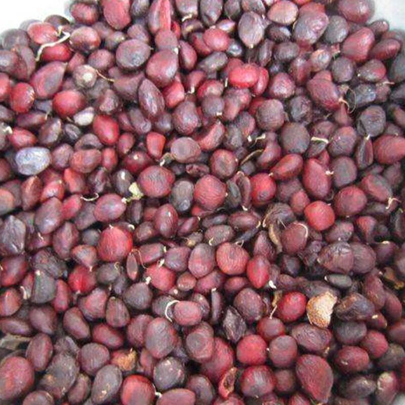 红玉兰种子耐寒兰种子紫玉兰种子黄玉兰种子白玉兰花种子新鲜饱满