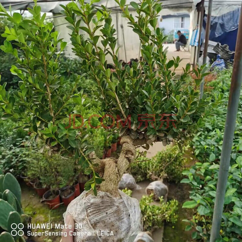 御卉閣老樁造型白皮黃楊盆栽 小葉黃楊盆景樁 樹苗造型 優(yōu)美黃楊盆景 8年素材造型老樁 不含盆
