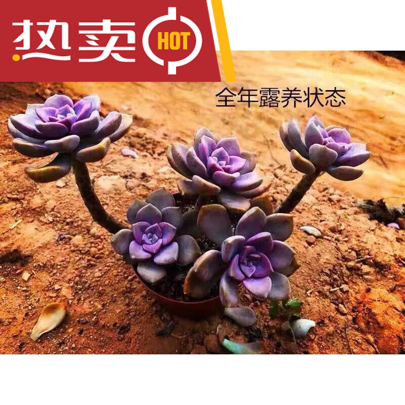 穆淳傲紫乐老桩多肉植物小苗懒人花露养宿舍室内盆栽 老桩3一5头