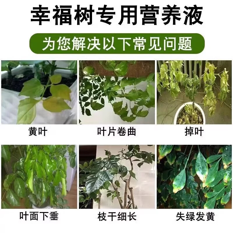 幸福树专用营养液落叶掉叶子专用肥料专黄叶烂根营养液专用肥料 1瓶装