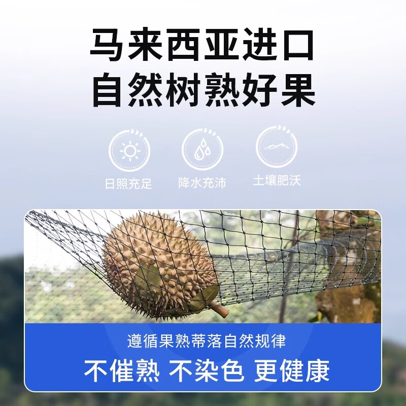 麓鹊小猫山王红肉榴莲D101马来西亚液氮整果水果 4.5-5.0斤【奢华4房果】