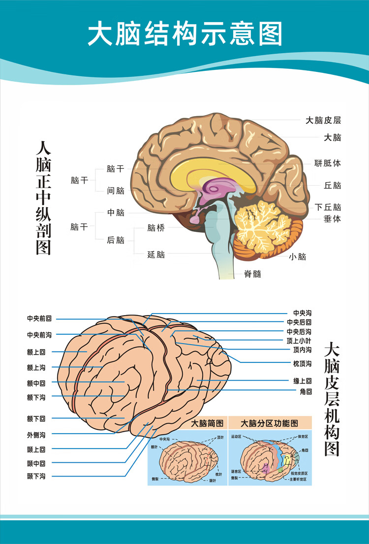 人脑结构图和部位名称图片