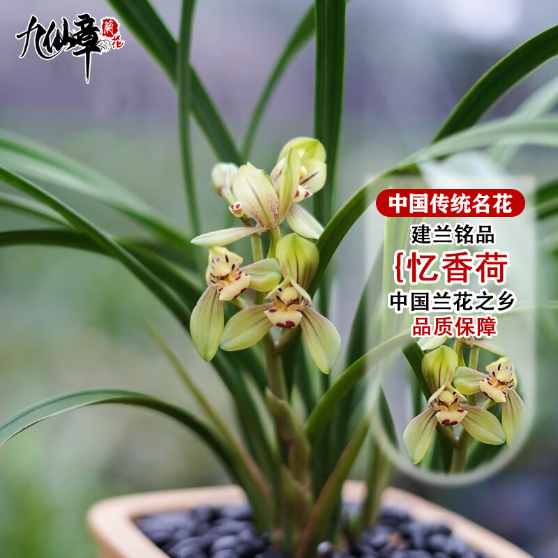 九仙嶂建兰铭品高品质兰花盆栽当年来花好养易活浓香型客厅书房壮苗