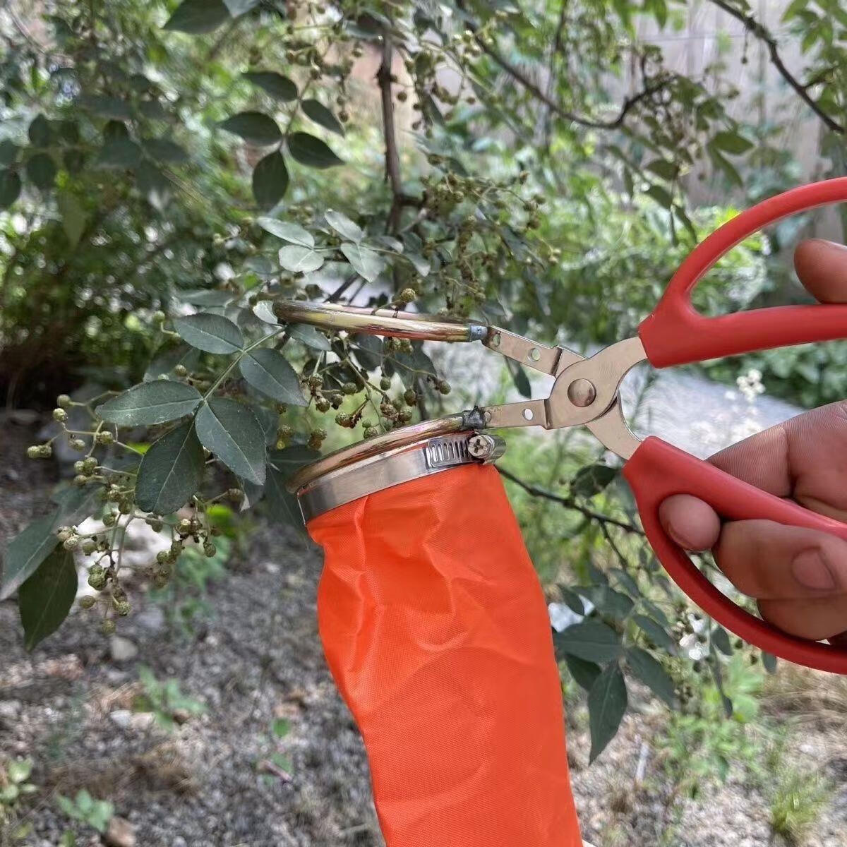 新款花椒采摘器摘花椒神器采摘花椒工具专用剪刀剪子花椒采摘神器