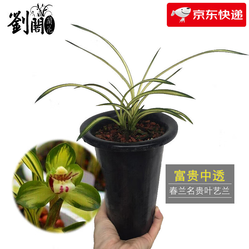刘阁兰花 高档春兰名品带芽发货 富贵中透 春带浓香花苞出售精品好养易成活花卉盆栽 关注送花肥  3苗连体裸根带芽，关注送肥送说明书