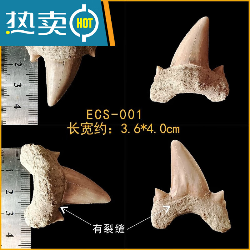 巨齿鲨牙齿 巨齿鲨耳齿鲨鱼牙齿真化石原石矿石标本摩洛哥海洋的 esc