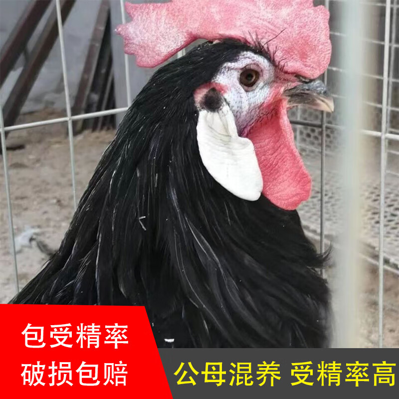 西班牙小丑鸡种蛋白脸鸡种蛋可孵化受精鸡蛋宠物鸡受精鸡蛋观赏鸡 1枚