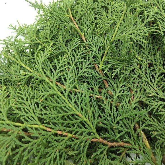 贵州高山野生侧柏叶洗发乌发泡酒熏腊肉香肠原料中材柏树枝 2斤