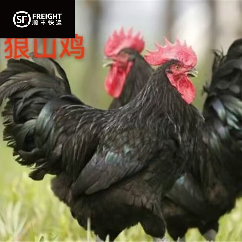 【順豐】純種雞苗五黑雞麻羽雞蘆花雞高產(chǎn)蛋雞大種肉雞小雞苗 狼山雞【疫苗已打好】 50只【特級(jí)雞苗】