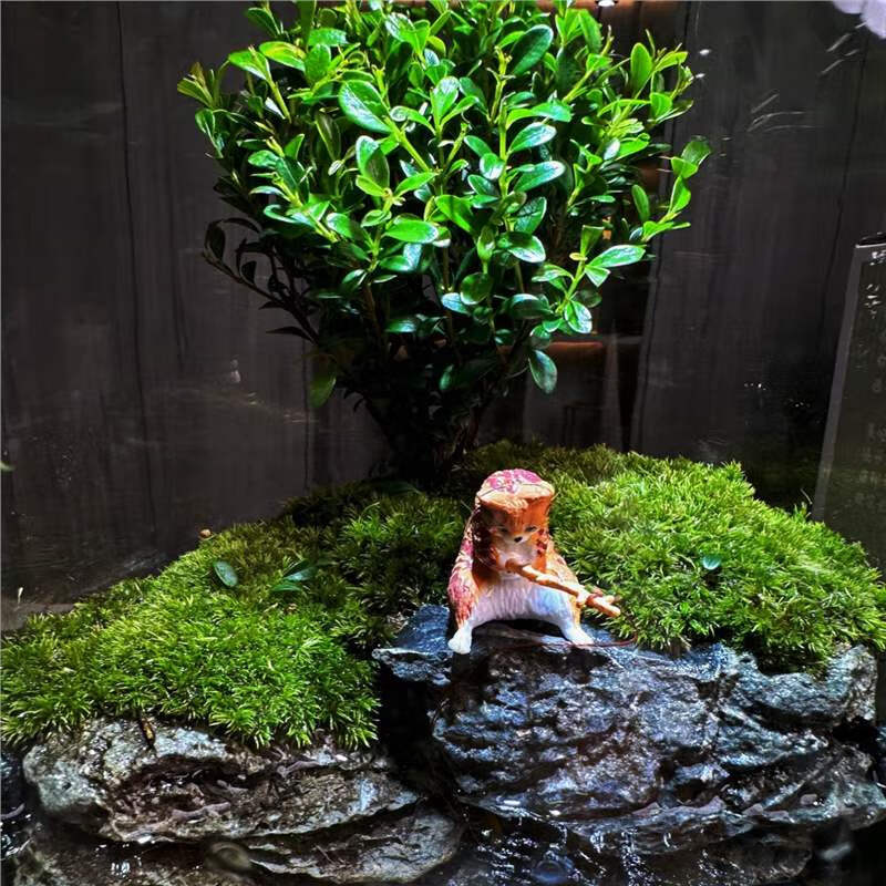 青苔壹品成品创意台藓微景观植物盆景办公室面绿植生态瓶缸盆栽 鸣竹神居+补光灯（套装）