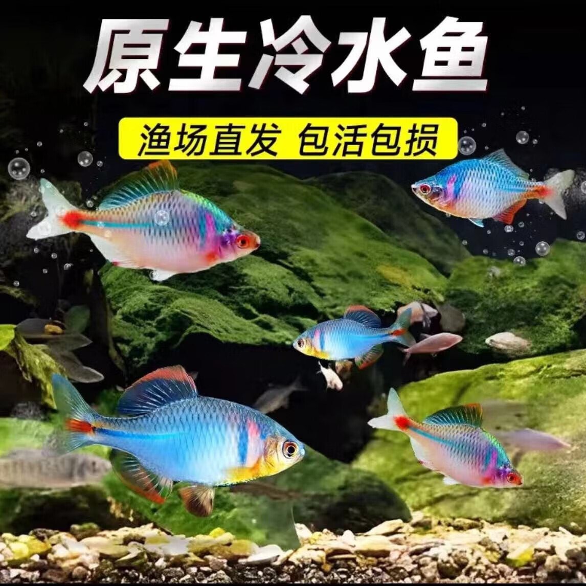 鳑鲏鱼七彩旁皮除藻冷水鱼活体原生群游 3