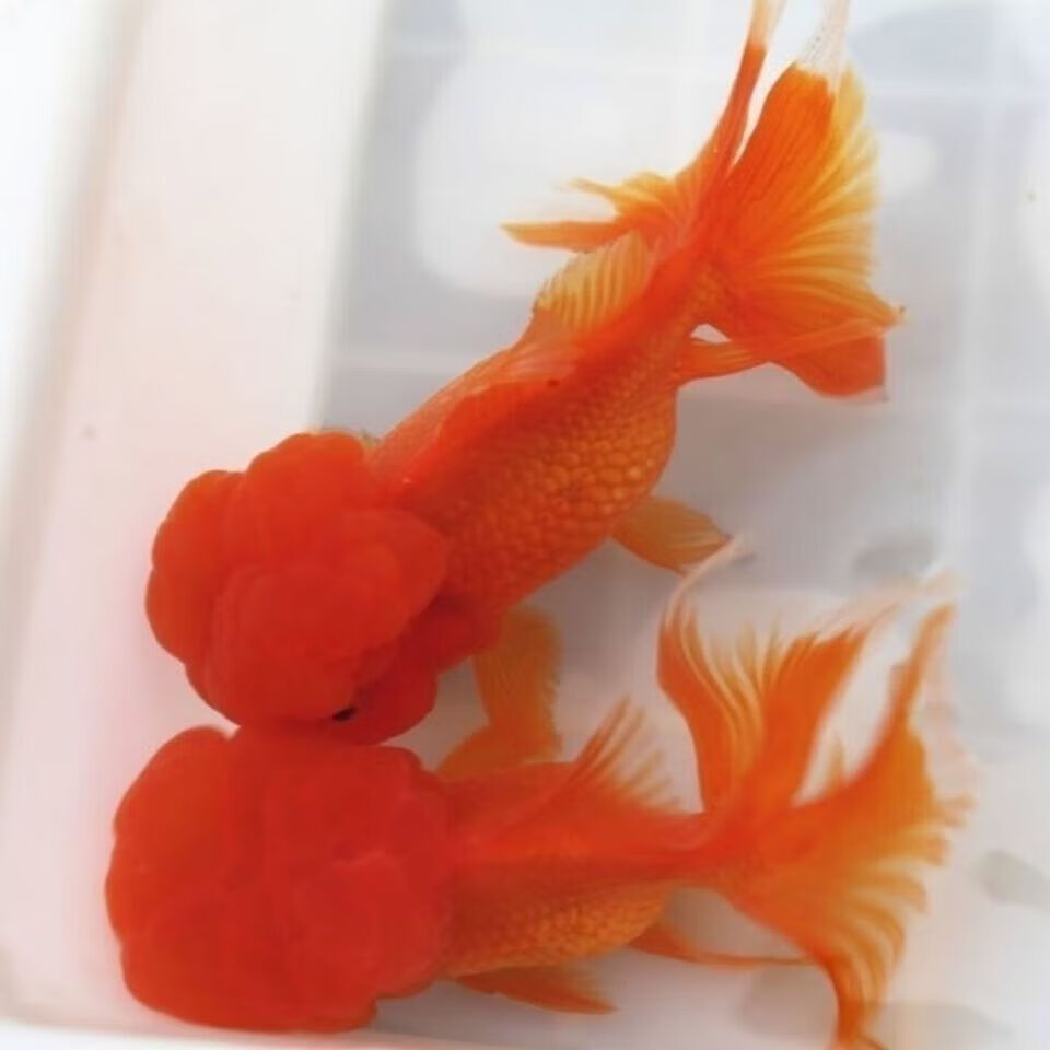 墨一金鱼观赏鱼狮子头顶红红帽国狮黑红龙睛冷水淡水小金鱼好养 红狮5