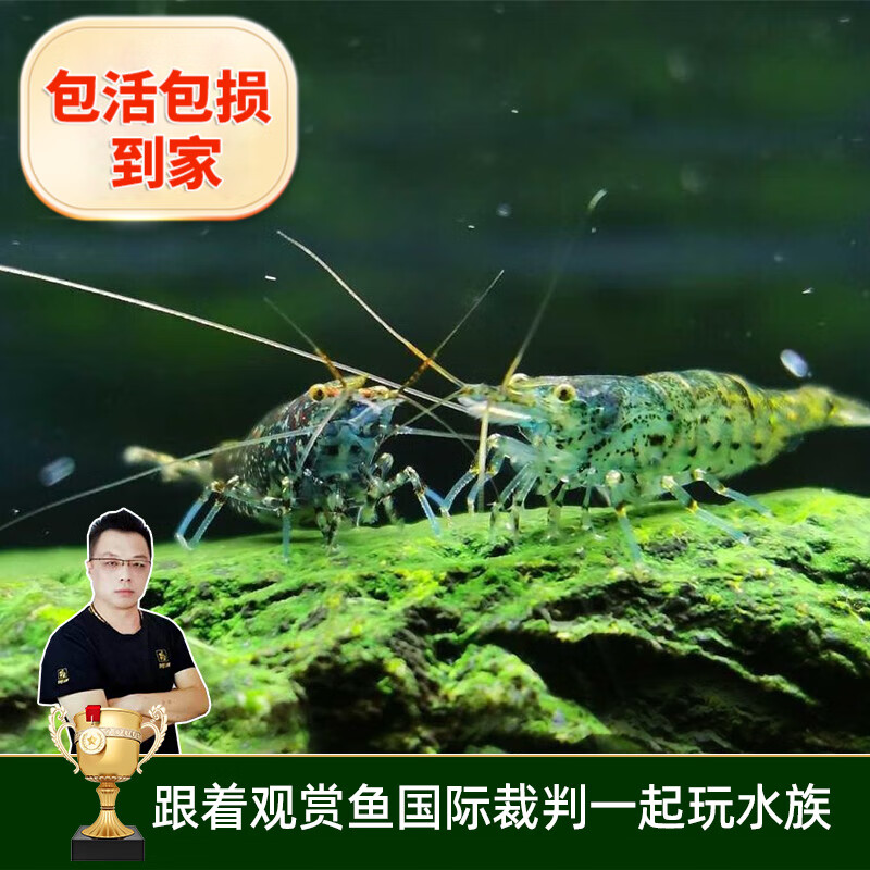 云峰海瑞 黑壳虾清洁虾观赏虾 鱼缸水族箱水草缸清洁除藻淡水 70只/组+50只损耗