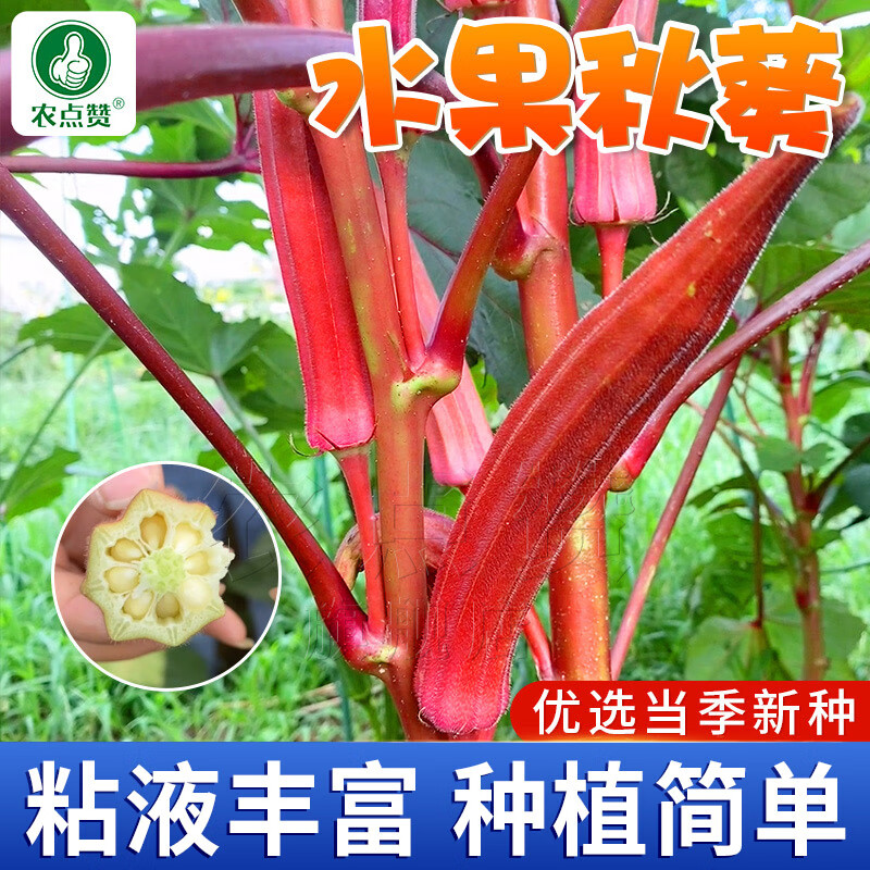 农点赞红色秋葵种子水果秋葵奶油黄秋葵种子阳台庭院菜园盆栽四季种子