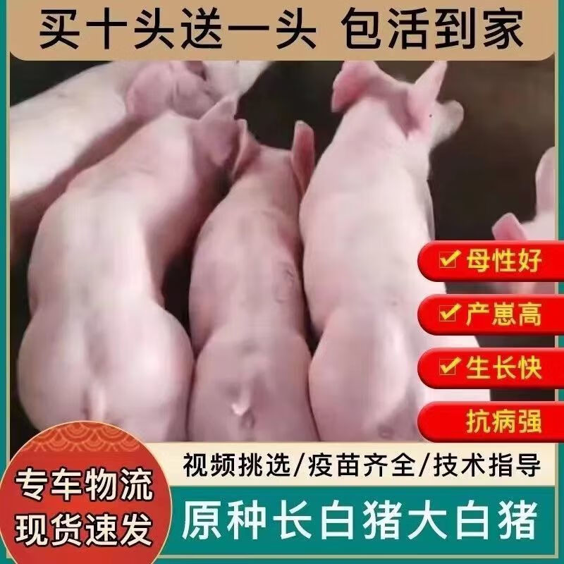 原种大白长白母猪新美系长白改良母猪英系大约克母猪纯种大白仔猪