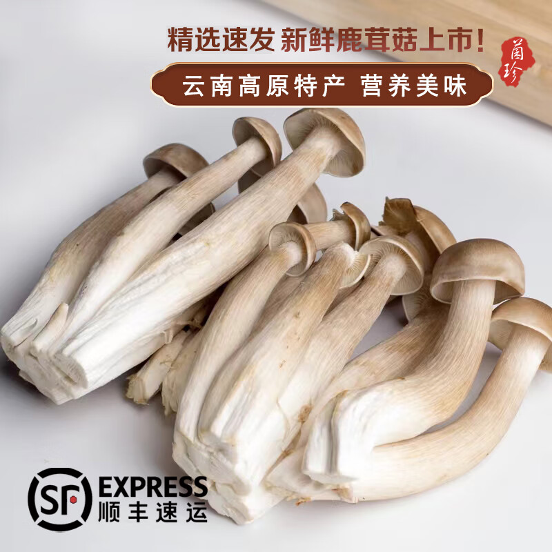 味觉素材鹿茸菇新鲜云南菌菇鲜鹿茸菌蘑菇食用菌火锅搭配煲汤食材菇类