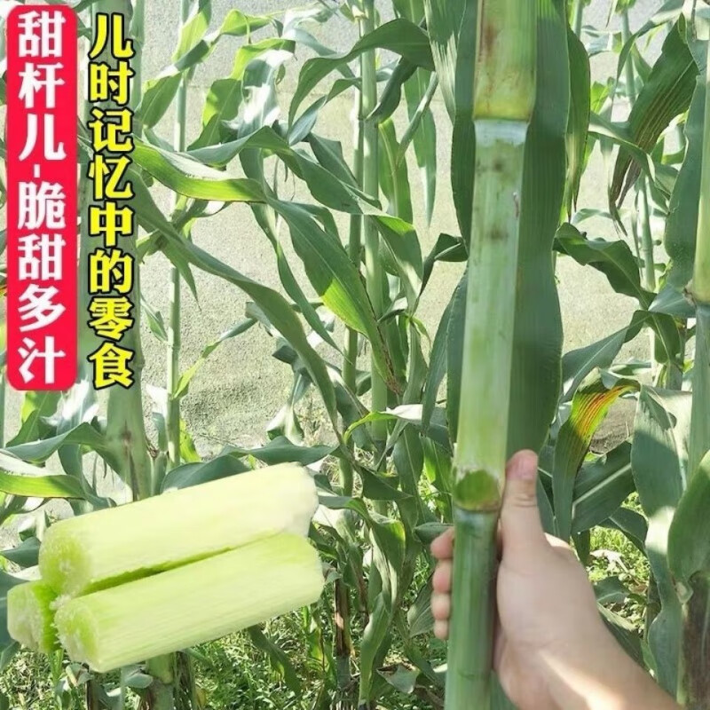 种子北方甘蔗种子高粱种子高糖度甜脆多汁甜棒水果种子 甜杆高粱种子