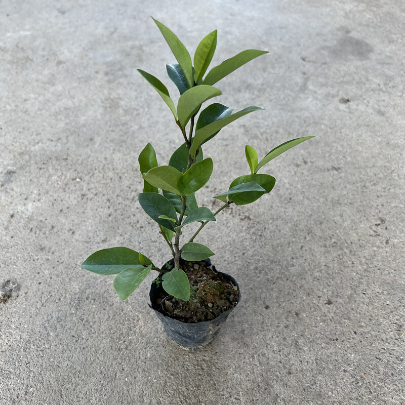 喵小杏含笑花苗香妃花树室外阳台盆栽浓香型庭院大树苗四季开花常绿