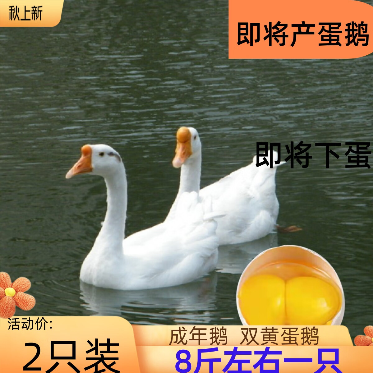 成年鹅狮头鹅三花鹅大白鹅鹅苗成年大白鹅下蛋包活 6斤左右成年大白鹅