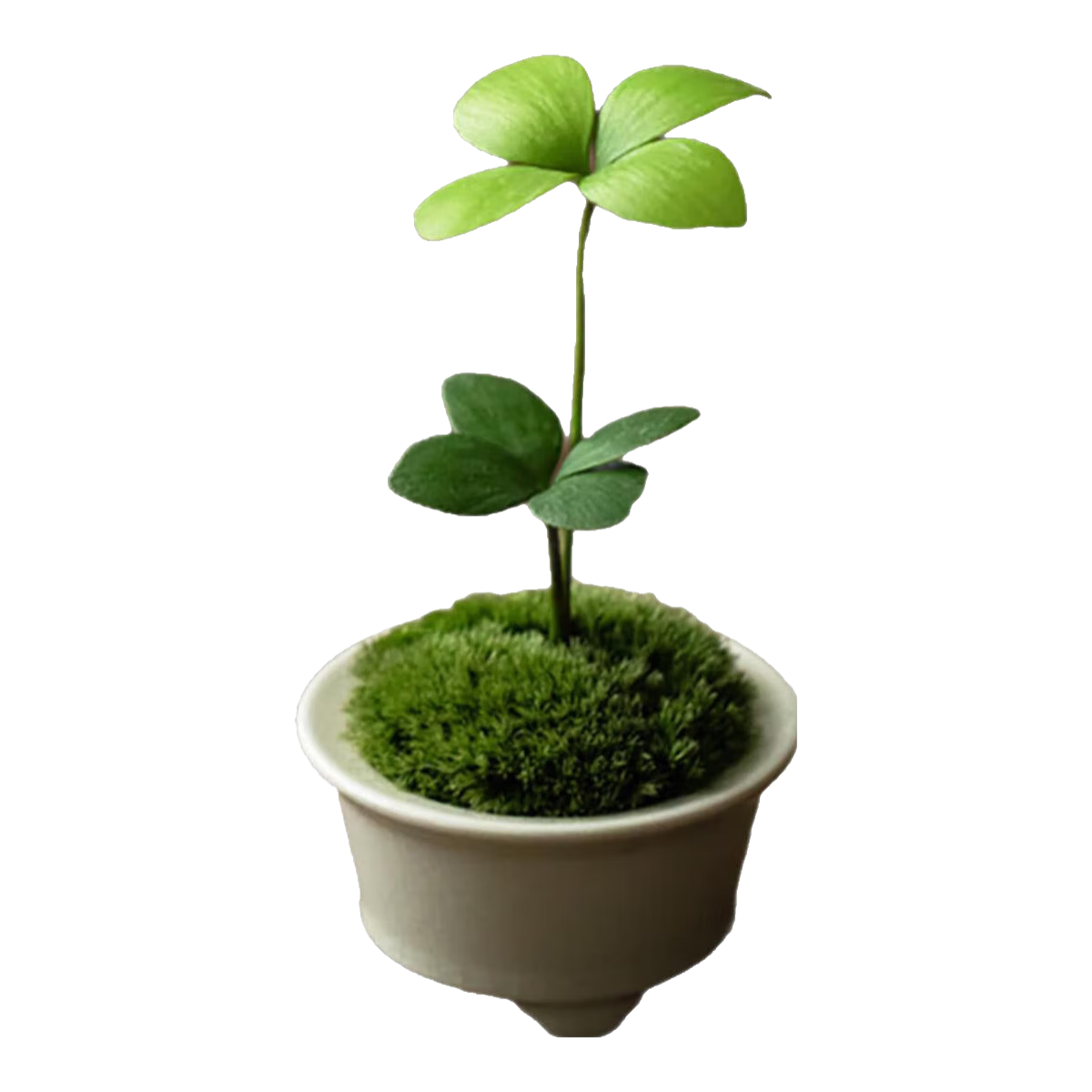 ����Ҷ���������ԡ�������?ī����������΢�辰�������Կ������� ��������Ҷ�ݣ�8-12cm�ߣ�+���� 21.99Ԫ