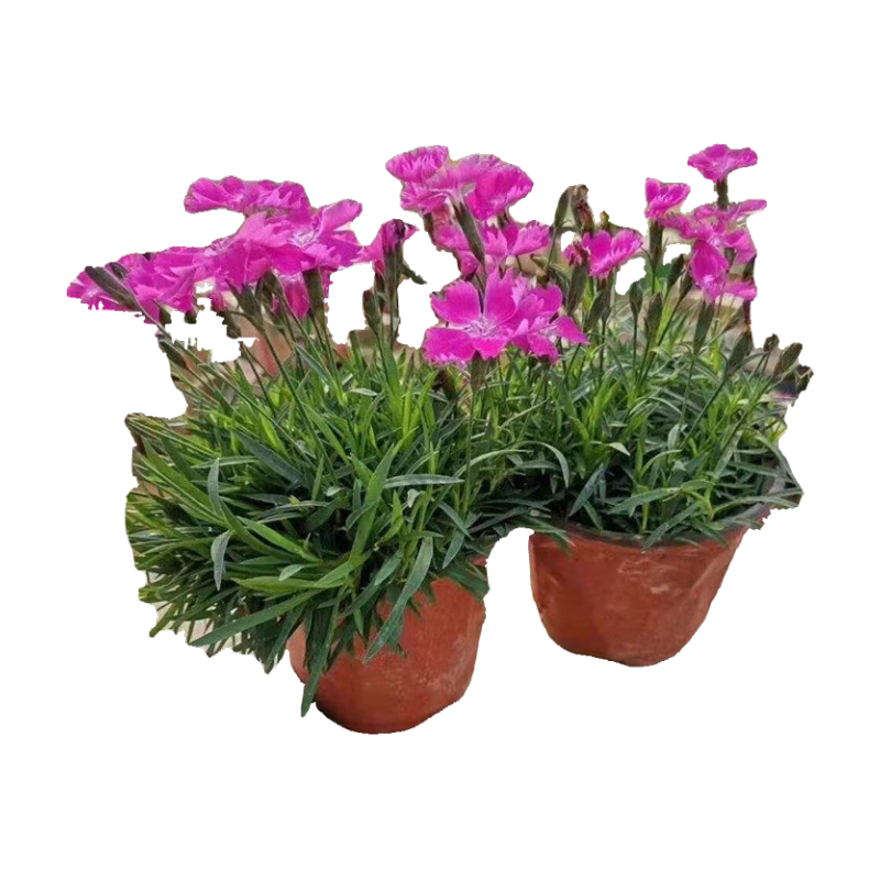 ŷʯ������Ƕ������ļ�������ƺ�����ͺ��ͺ��޸��۱�����ܰ ŷʯ��۱�30��Լ10cm��ԭ���� ���� 87.9Ԫ