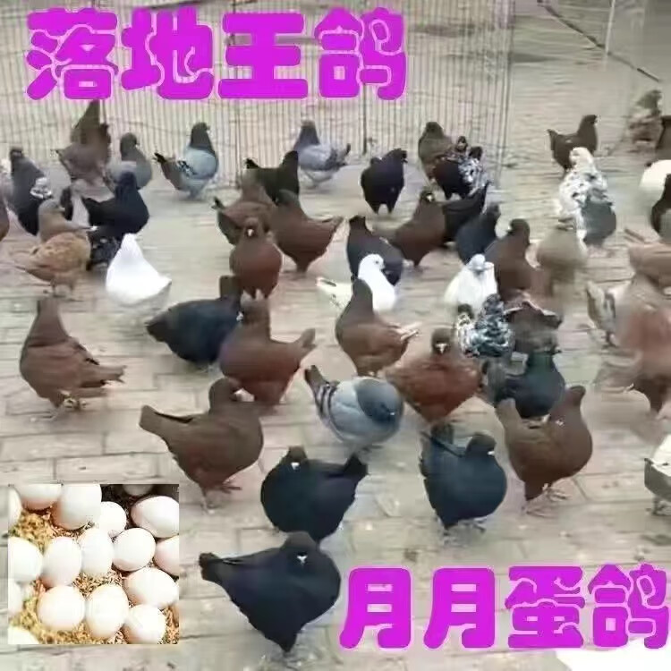 纯种落地王鸽子活物一对特大瓦灰下蛋种鸽青年鸽公母活体元宝肉鸽 大