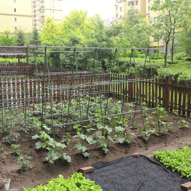 苏塑黄瓜豆角爬藤架种菜架子庭院葡萄架包塑钢管植物支架户外攀爬架子 16mm粗长1.5米*高1.5米-5横8竖