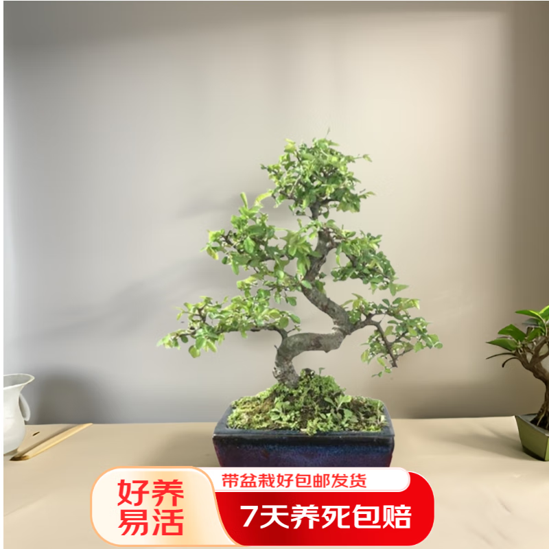 榆树盆景 绿植盆栽 小叶榆树造型盆栽办公室内绿植桌面植物 榆树盆景