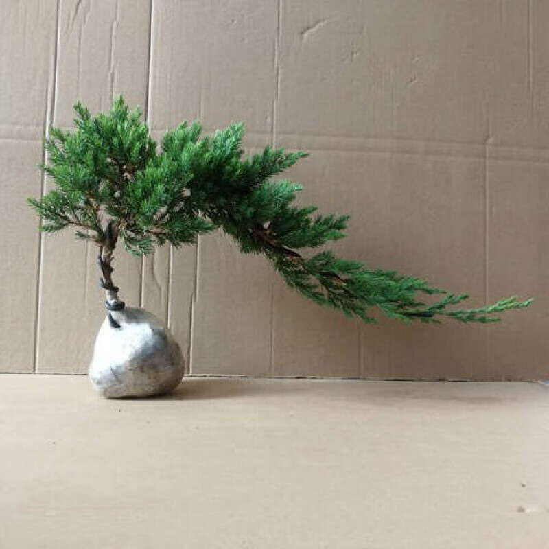 意轩迎客松 盆景真树自然树苗松柏盆栽客厅摆件办公室绿植植 自然素材苗50厘米长一棵