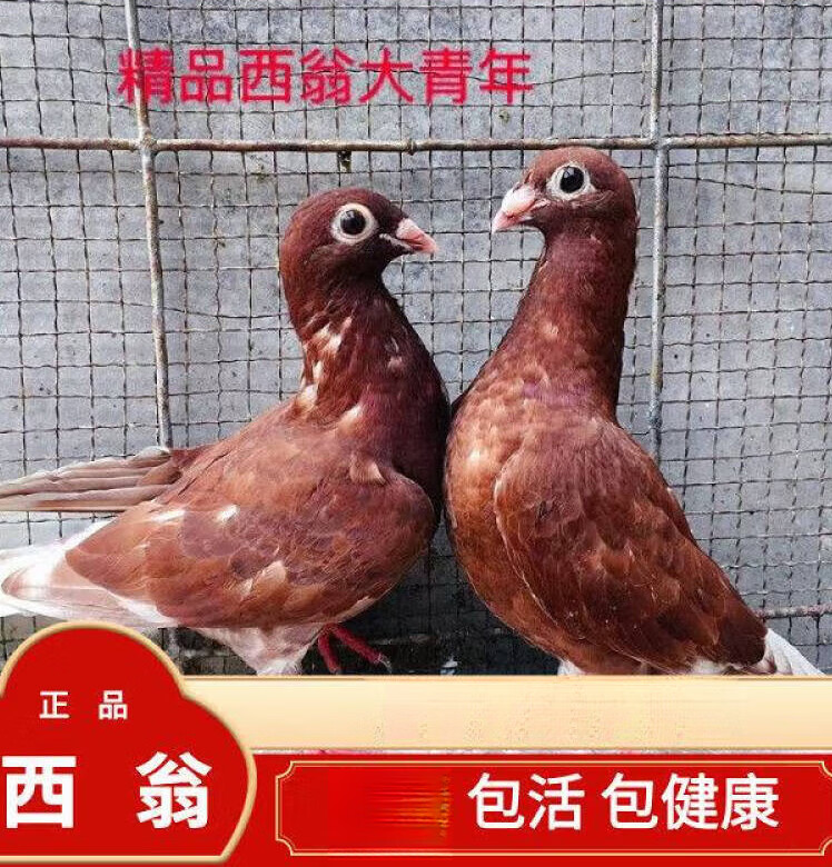 国血红色西翁异色信鸽好看鸽子赛鸽活物活体种鸽公母一对幼鸽 西翁