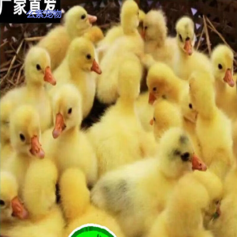 青头鸭黑番鸭土鸭白鸭产蛋鸭菜鸭苗30只起发 黄鸭苗1只价(20只起发)