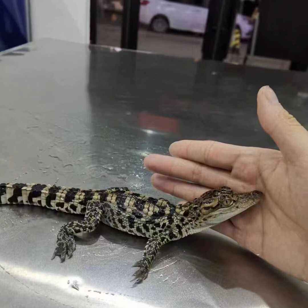 宠物小鳄苗鱼苗宠物鳄苗鳄龟苗人工养殖泰鳄养殖包活