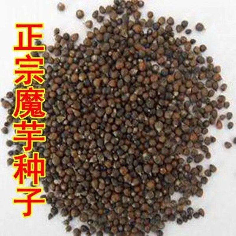 禾之润正宗一代魔芋种子 云南花魔芋丰产消毒脱水白魔芋种子有机魔芋