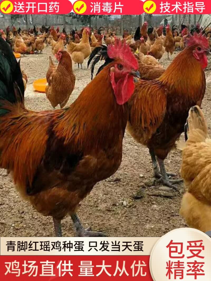 受精蛋可孵化种蛋青脚红瑶鸡小鸡散养土鸡种蛋 5枚