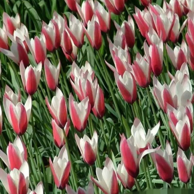 左家花园原生郁金香种球种子可复花切花多年生进口球根花卉盆栽 简女士 5球6-8cm 周长5-6cm