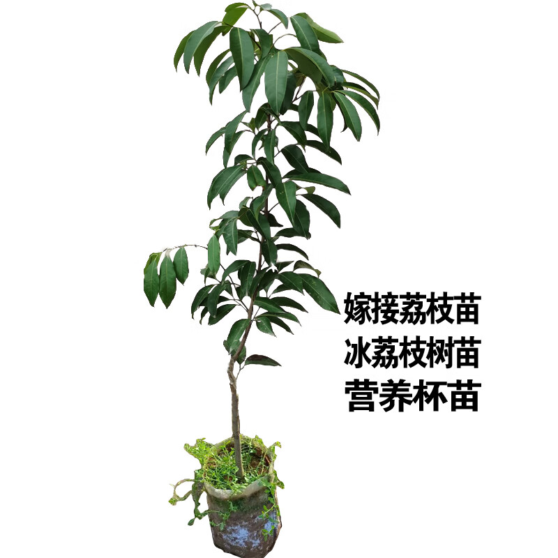醉春木冰荔荔枝樹苗仙進(jìn)奉荔枝苗桂味無核荔枝樹苗南方果樹帶泥帶葉 冰荔荔枝二年苗1顆(杯苗) 50cm(含)-60cm(不含)