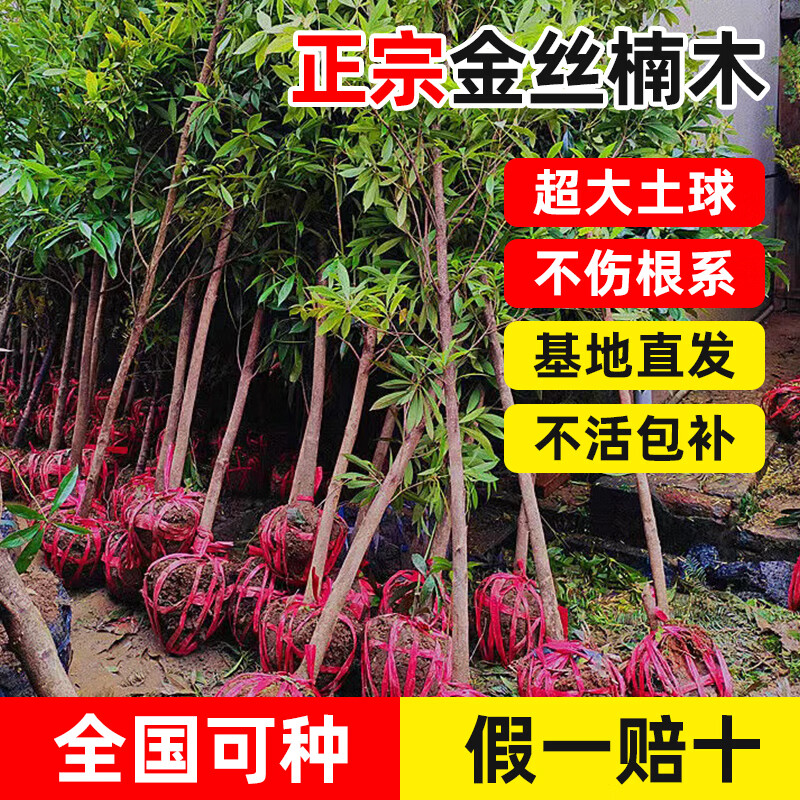 正宗小葉金絲楠木樹苗大樹盆栽名貴樹種庭院綠化四季常青帶土發(fā)貨 【直徑1公分】帶葉帶土球