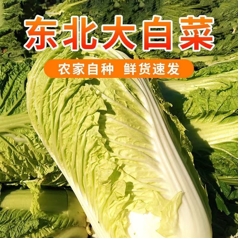 东北新鲜大白菜黄心蔬菜春夏可腌渍酸菜绿叶菜老品种白菜春季当季 3斤