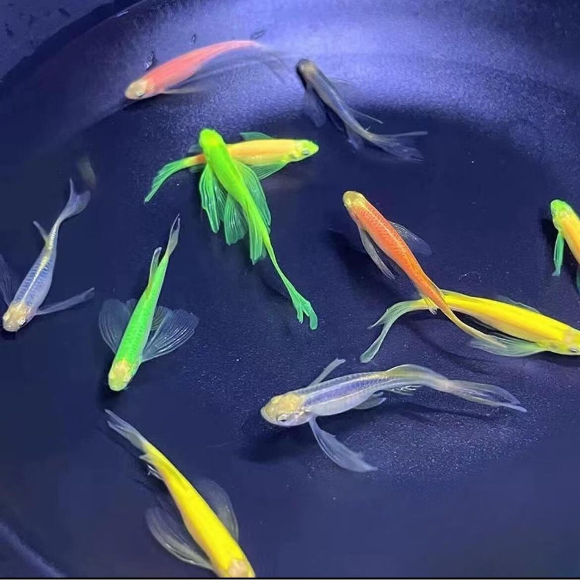 精品蝶翼斑马鱼长尾长鳍冷水鱼观赏鱼荧光冷水鱼小型热带鱼活体鱼 蝶