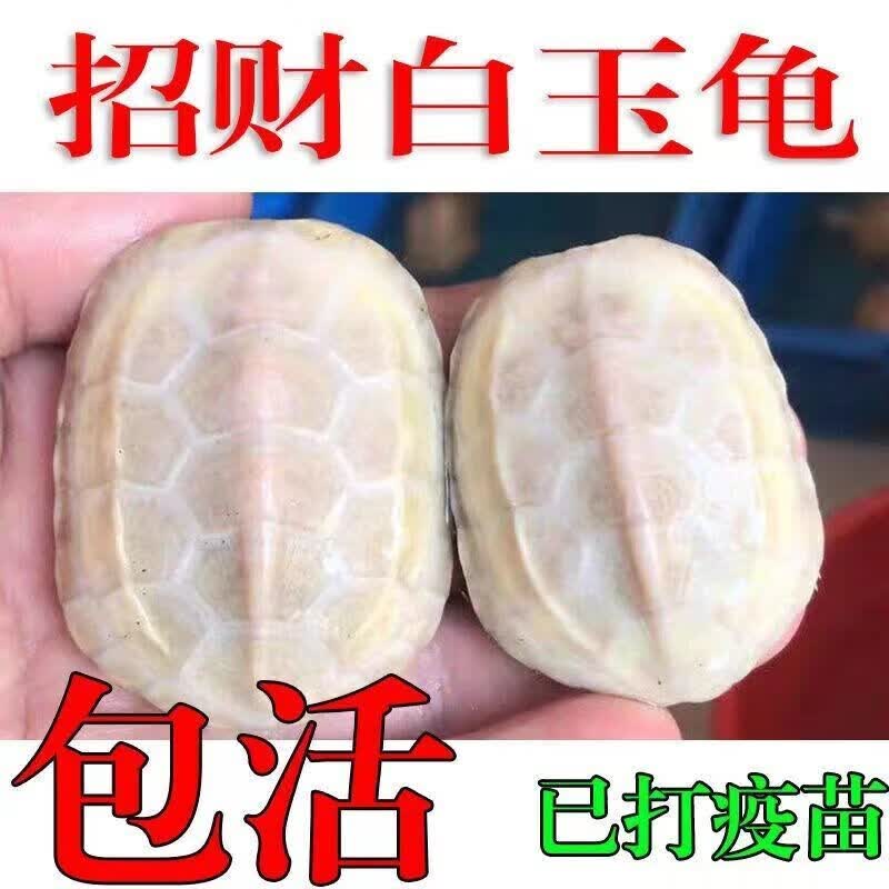 白玉龟纯白乌龟活体宠物情侣一对深水龟长寿中华草龟 白玉龟5-6厘米